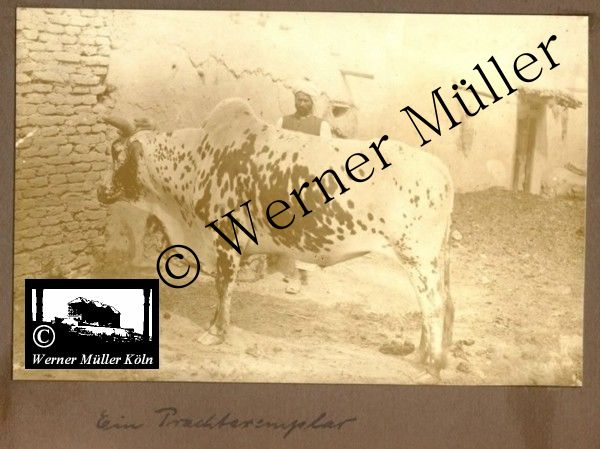 Stier, Foto Wilhelm Rieck , Afghanistan, Darulaman, Darul-Aman, Berlin, 1922, Amanullah, Rieck, Kabul, Tape-Taj-Beg, Maass, Harten, Standke, Plessen, Kandahar, Horten, harten, Bau, Palast, Bazar, Timur Schah, Partschin, Parschin, Teheran, Persien, Iran, aden, Vesuv, Neapel, Bombay, Maass, Bagman, Grobba, Gerber, Burg, wandgemälde, Königszimmer, Elefantenrennen, Bünte, Fensterblick, Winter, Reiterverein, Grantham, Suraija, Turmzimmer, Suez, Lyzeum, Schlüterstr, Berlin, Sancoussi, Potsdam, Schlossdächer, Schlossdach, Schachpartner, Kupfterdächer, Kupfterdach, Königlich Afghanischen Gesandtschaft, Berlin-Moabit, Alim Khan, Emir von Buchara, Lalander, Thaj Mahal, Agra, Parron, Baron Plessen, Mehl-Bazar, Mehlhändler, Obsthändler, Zuckerbäcker, Silberschmiede, Habibullah, Bank Ottoman, Pulverfabrik, Uran-Wiederaufbereitungsanlagen, F13, Gallipoli, 